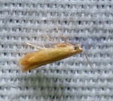 Trumpet Leafminer - <i>Coptotriche citrinipennella</i>