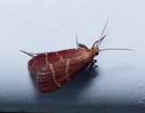 Posturing Arta Moth - <i>Arta statalis</i>