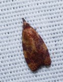 Spring Dead-leaf Roller - <i>Cenopis diluticostana</i>