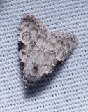 Ashy Meganola - <i>Meganola spodia</i>