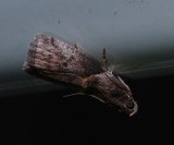 Hickory Shoot Borer Moth - <i>Acrobasis caryae</i>