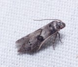 Scavenger Moth - <i>Blastobasis</i>