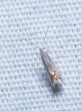 Moth - <i>Phyllocnistis liriodendronella</i>
