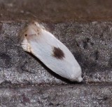 Moth - <i>Pseudopostega cretea</i>