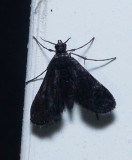 Black Duckweed Moth - <i>Elophila tinealis</i>