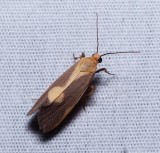 Lead-colored Lichen Moth - <i>Cisthene plumbea</i>