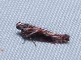 Goldenrod Elliptical-gall Moth - <i>Gnorimoschema gallaesolidaginis</i>