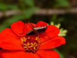 Woodland Meadow Katydid - <i>Conocephalus nemoralis</i>