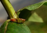 Short-winged Meadow Katydid - <i>Conocephalus brevipennis</i>