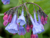 Virginia Bluebells (Mertensia virginica)