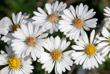 White asters