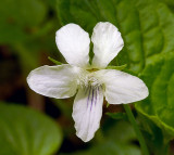 Creamy violet (Viola striata)