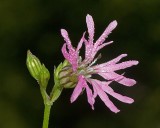 Ragged Robin (Lychnis flos-cuculi)