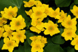 Marsh marigolds (Caltha palustris)