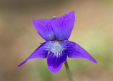 Violet (Viola sp.)