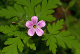 Herb Robert (Geranium robertianum)