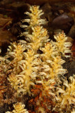 Squaw-root (Conopholis americana)