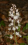 Foamflower (Tiarella cordifolia)