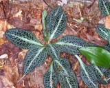 Downy Rattlesnake Plantain (Goodyera pubescens)