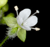 Enchanters nightshade (Circaea lutetiana)