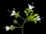 Enchanters nightshade (Circaea lutetiana)