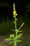 Agrimony (Agrimonia sp.)