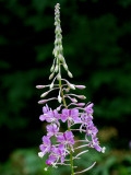 Fireweed (Chamerion angustifolium)