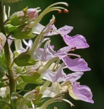 American Germander (Physostegia virginiana)