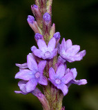 Common Verbena or Blue vervain (Verbena hastata)