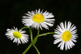 Fleabane (Erigeron sp.)