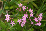 European Centaury (Centaurium erythraea)