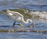 Little Egret 