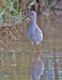 Redshank 