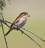 Woodchat Shrike (juvenile)