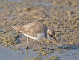 Kentish Plover 