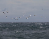 Gannets feeding in a stormy sea