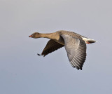 Pink-footed Goose 