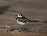 Pied Wagtail (male)