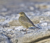 Rock Pipit