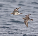 Purple Sandpiper