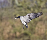 Barnacle Goose 
