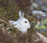 Mountain Hare 