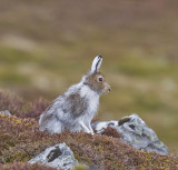 Mountain Hare 