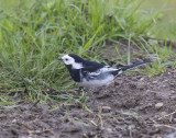 Pied Wagtail (male)