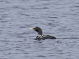 White-billed Diver 