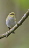 Wood Warbler 