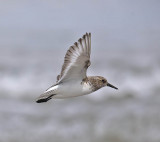 Sanderling 