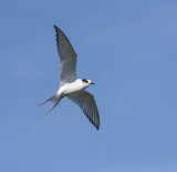Arctic Tern (1st s)