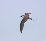 Bridled Tern 