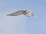 Arctic Tern 